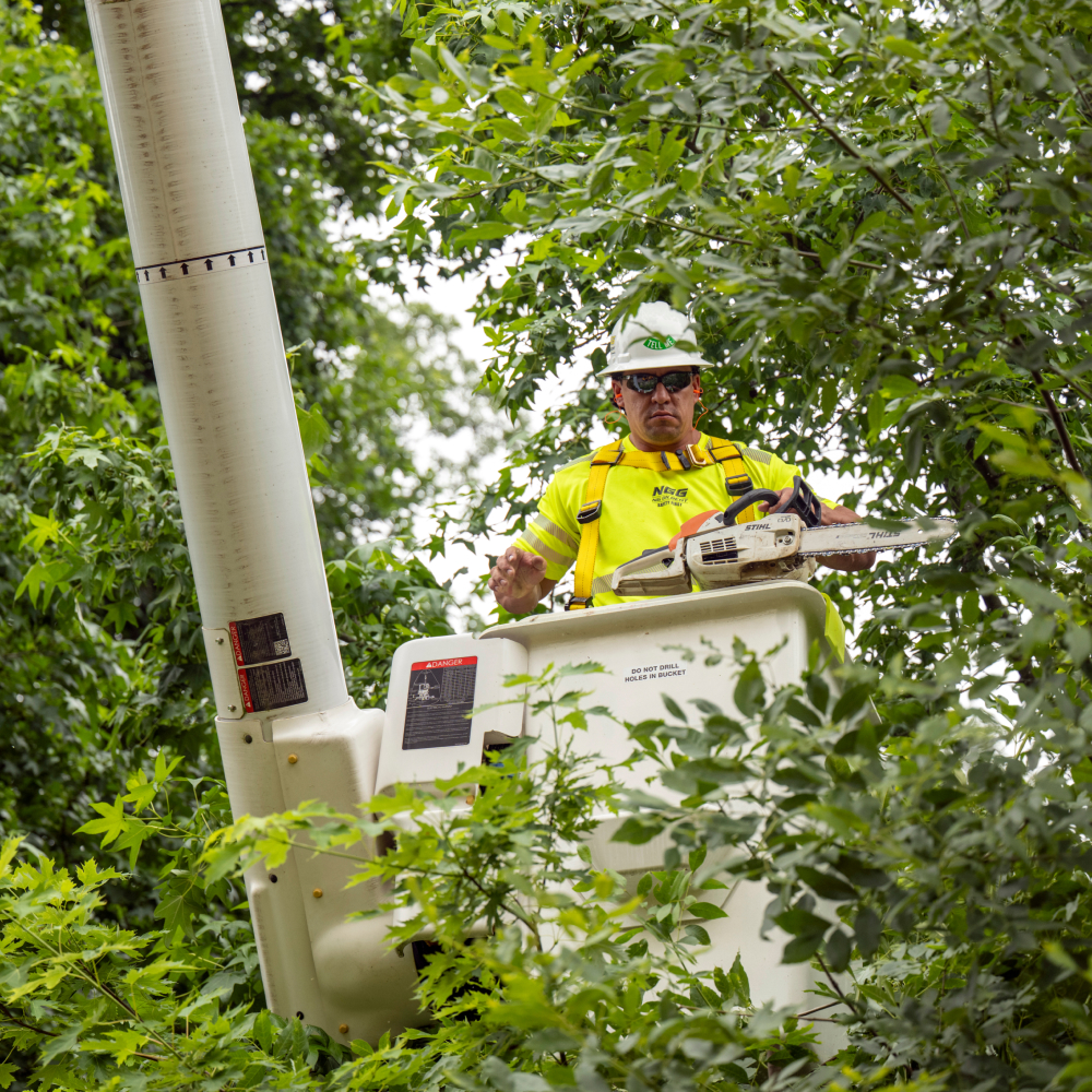 An NG Gilbert team member in a cherry picker completing line clearance work in a tree.