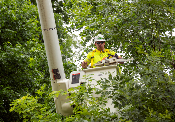 An NG Gilbert team member in a cherry picker completing line clearance work in a tree.