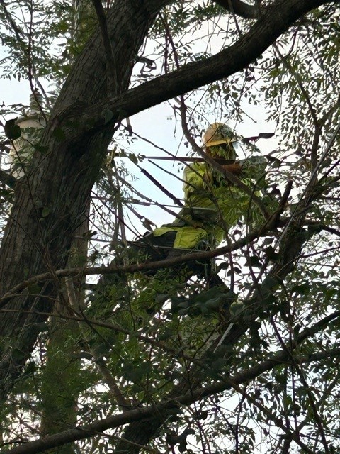 A man in a tree surrounded by limbs