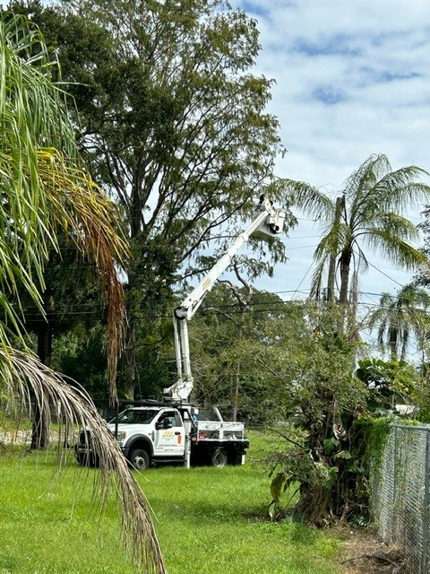 A bucket truck surrounded by fallen palm trees.